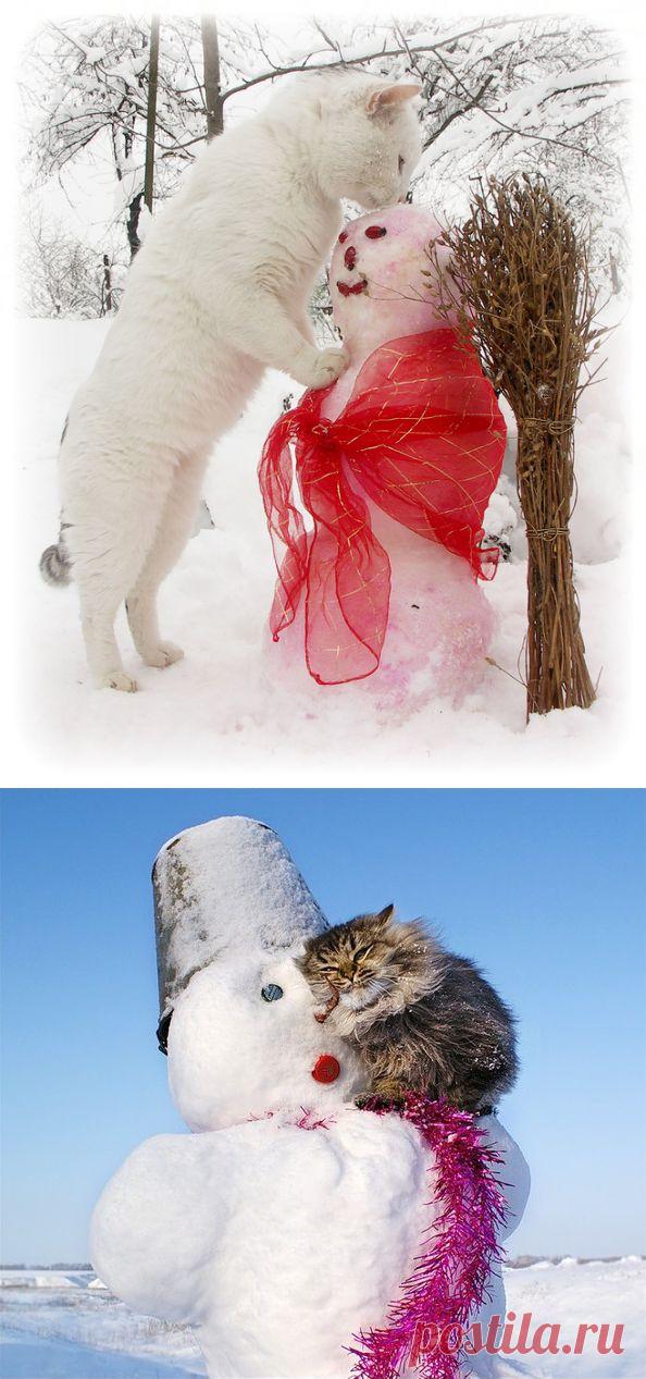 Снег и кошки