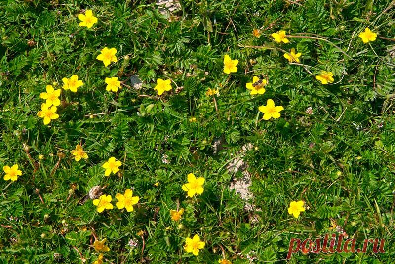 Лекарственное растение Лапчатка гусиная (Potentilla anserina). Многолетнее низкое растение с тонкими ползучими, часто красного опенка стеблями, которые в узлах укореняются и могут достигать длины 80 см. Прикорневые листья длиной до 20 см, многораздельно-перистые; листочки глубокопильчатые, сверху зеленые, снизу с белым шелковистым опушением. Цветки одиночные, пазушные, диаметром около 2 см, золотисто-желтые, на длинных цветоножках.