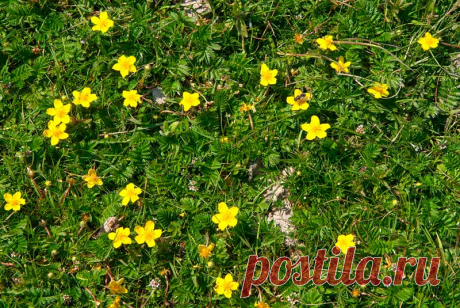 Лекарственное растение Лапчатка гусиная (Potentilla anserina). Многолетнее низкое растение с тонкими ползучими, часто красного опенка стеблями, которые в узлах укореняются и могут достигать длины 80 см. Прикорневые листья длиной до 20 см, многораздельно-перистые; листочки глубокопильчатые, сверху зеленые, снизу с белым шелковистым опушением.