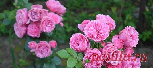 Свое название розы Leonardo da Vinci получили неслучайно. Этот сорт - один из самых красивых и необычных. Изящные цветки с насыщенными однотонными лепестками пригодны для срезки, а в саду их можно выращивать для универсального озеленения. Крупные и густомахровые розы Leonardo da Vinci хорошо подойдут как для переднего плана бордера или клумбы, так и для одиночных или групповых посадок. Сорт отличается продолжительным и интенсивным непрерывным цветением, а также абсолютной ...