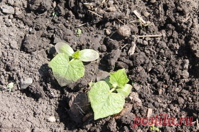 Как подготовить почву для посадки огурцов | Ваше хозяйство | Дзен
