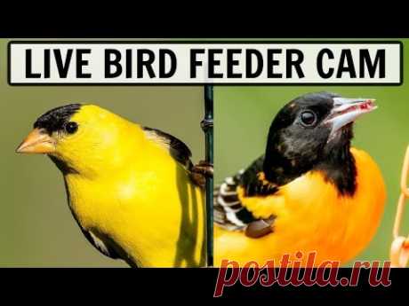 The Two LIVE Cameras In My Backyard! - Bird Watching HQ