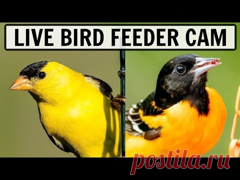 The Two LIVE Cameras In My Backyard! - Bird Watching HQ