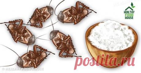 Я помещаю это средство во всех уголках дома, и на следующее утро все тараканы умирают! - Журнал для женщин