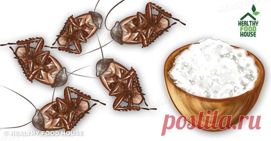 Я помещаю это средство во всех уголках дома, и на следующее утро все тараканы умирают! - Журнал для женщин