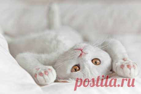 рисунки и картинки кошек и котят: 17 тыс изображений найдено в Яндекс.Картинках