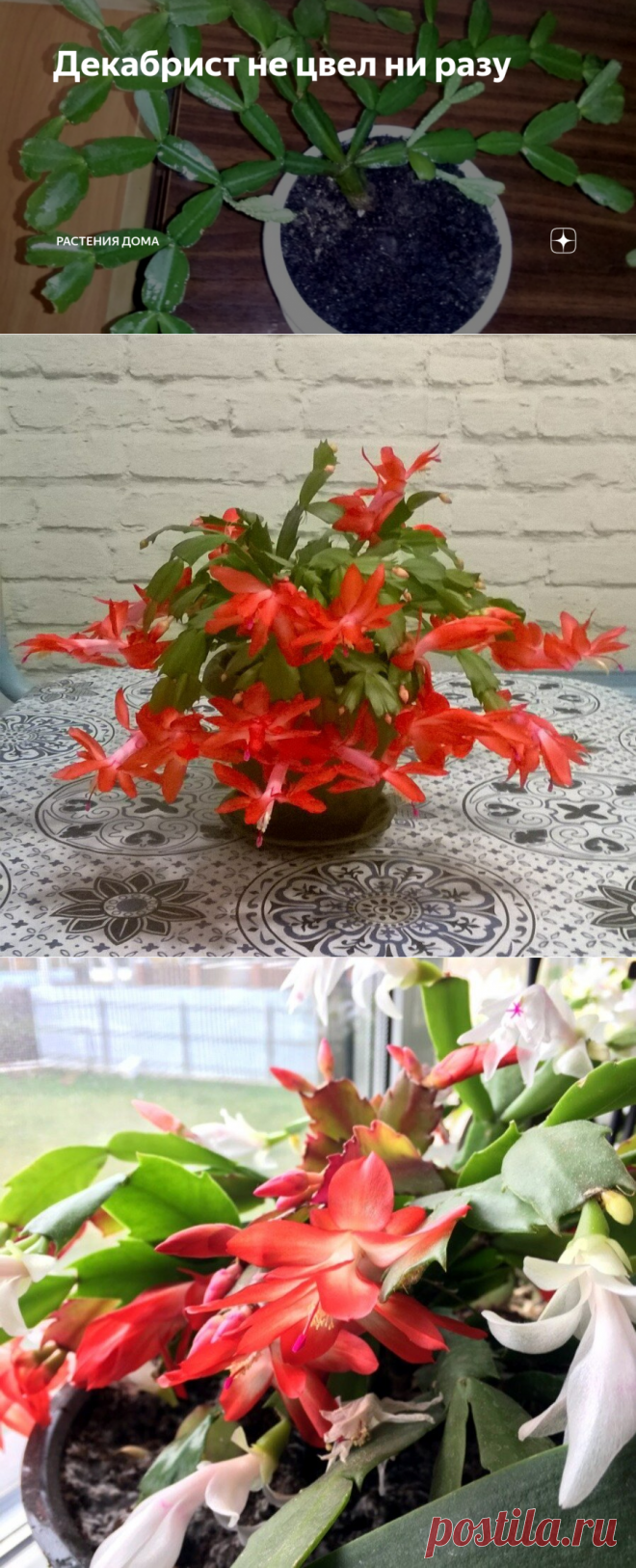 Декабрист не цвел ни разу | Растения дома | Яндекс Дзен