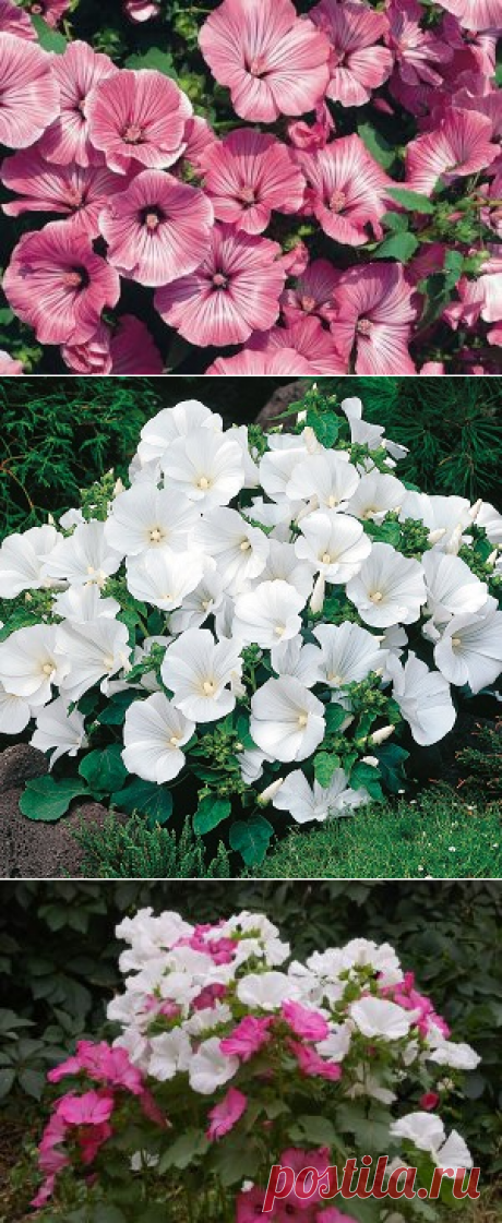 Лаватера. Выращивание и уход. | Сад и Огород