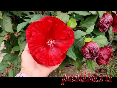 Многолетние морозостойкие гибискусы!!! Гибискус болотный ( травянистый)