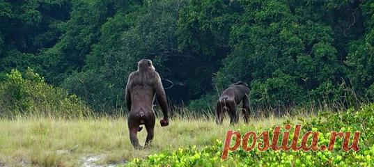 Гориллы и шимпанзе, обитающие в национальном парке Лоанго (Габон), имеют отличающиеся пищевые приоритеты и, в теории, не должны быть врагами. Впрочем, недавно ситуация изменилась.