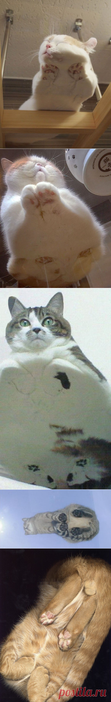 Коты с необычного ракурса.