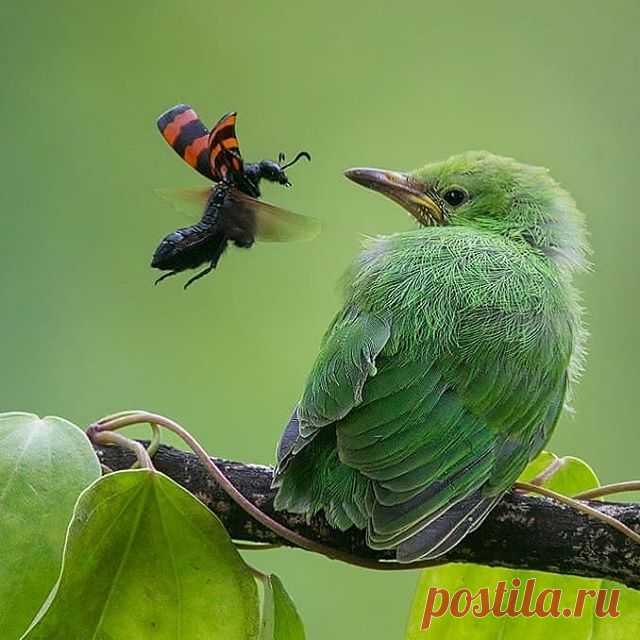 Follow @dailybirdshow for awesome birds ❤️ 
Jerdon’s Leafbird Chick by @anupam_dash
.
.

#bestbirdshots
#best_birds_of_ig
#birds_adored
#your_best_birds
#bns_birds
#kings_birds
#planetbirds
#birds_captures
#nuts_about_birds
#clawsnwings
#birdphotographersofindia
#total_birds