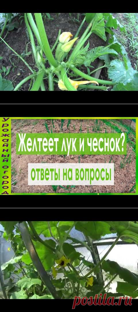 ПОЧЕМУ ЗАГНИВАЮТ ЗАВЯЗИ КАБАЧКОВ!?И ЧТО ДЕЛАТЬ?! - YouTube