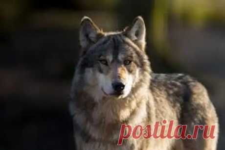 Его зовут Джек Лондон! - Сказка для двоих - 24 марта - Медиаплатформа МирТесен