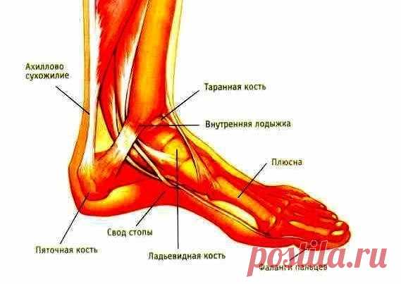 Поделюсь рецептами от пяточных шпор. Прошлым летом на юге после ванн у меня так разболелась нога, что я не знала, куда ее деть. Пятка горела огнем. Приехав домой, побежала к хирургу. Молодая врач сделала снимок и объявила, что у меня после ванн обострилась пяточная шпора. Дала мне какую-то «памятку» - и все. Я поняла, что надо самой лечиться. Обратилась к народной медицине - стала искать рецепты от шпор. Все, что нашла, выписала и посылаю вам. Ведь сколько еще таких как я,...