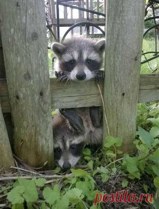 Нежданный гость: 25 забавных фото, на которых запечатлены неожиданные встречи человека и животных