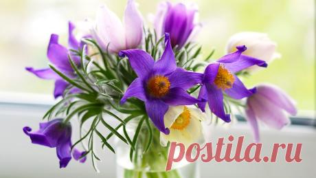 Картинка pulsat__lla, прострел, фиолетовые, букет, розовые, цветы 1600x900, фото 170762