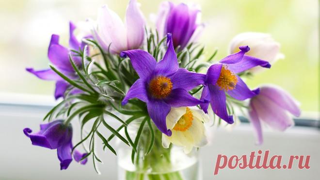 Картинка pulsat__lla, прострел, фиолетовые, букет, розовые, цветы 1600x900, фото 170762