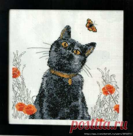 Котик