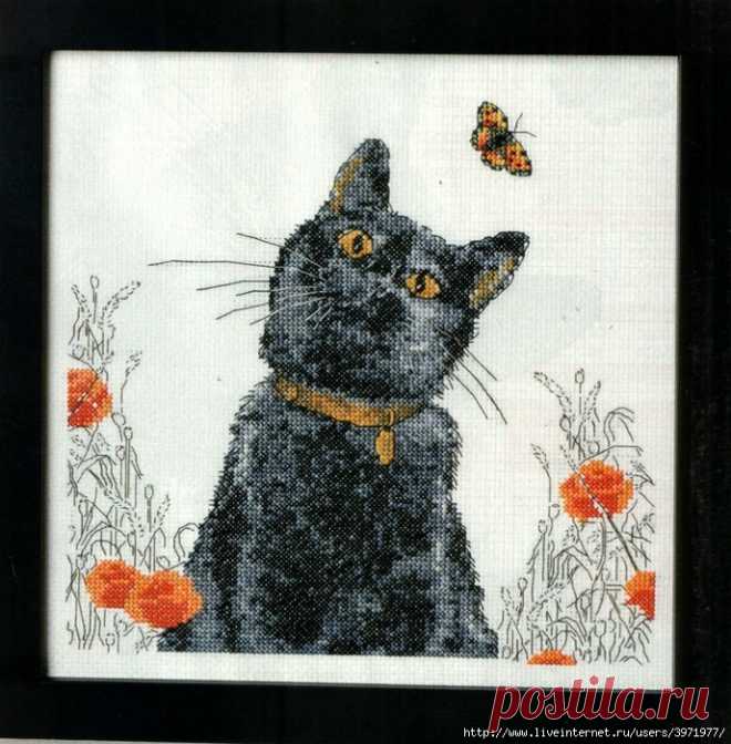 Котик