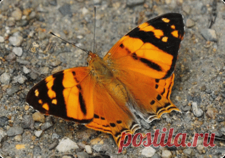 Настойка молодости, красоты и здоровья! "Три в одном"! Этот простой и удивительно эффективный рецепт состоит из трех... Здоровье - Мой Мир@Mail.ru