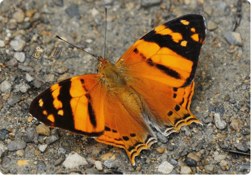 Настойка молодости, красоты и здоровья! 