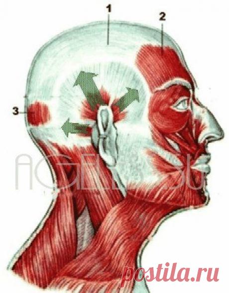 Учимся работать с мышечно-мозговой связью. Часть 2 » Портал AGELESS. Методы коррекции возрастных изменений лица и тела