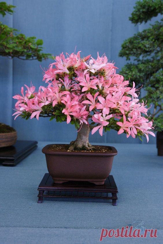 Azalea bonsai (by Prox-Photography) | Bonsai