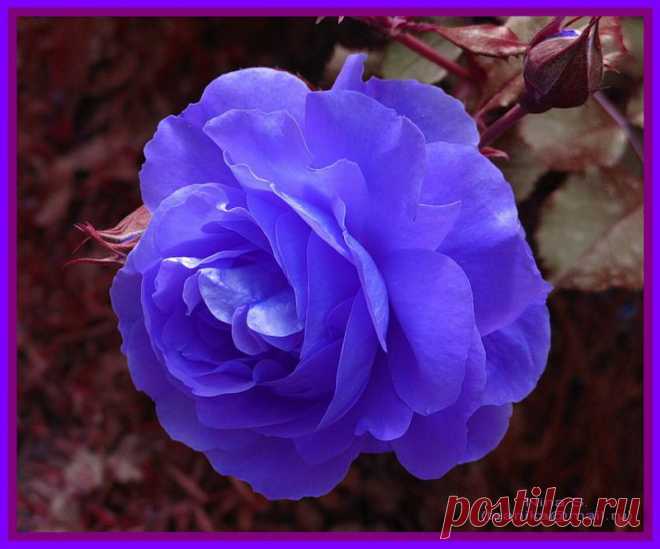 0_65468_56cdd192_XL (800×665)