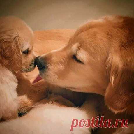 (2) Твиттер