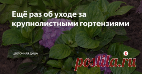 Ещё раз об уходе за крупнолистными гортензиями Сейчас, в разгар лета, следует помнить о некоторых важных моментах ухода за крупнолистной гортензией. От того, соблюдаете вы их или нет, зависит её цветение. Вот почему я решила ещё раз вернуться к этой теме.
Все гортензии любят воду. Их название происходит от греческого "hydra", что означает "вода" и"angeon", что означает "сосуд"."Листья гортензии провисают, когда растение засыхает, говоря, что и