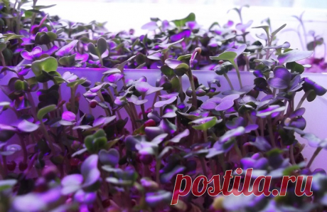 Утренний кофе // Микрозелень: что это и с чем ее едят | AgroPortal.ua