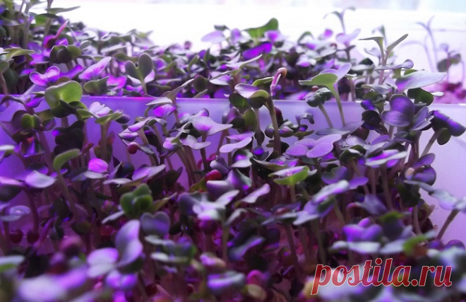 Утренний кофе // Микрозелень: что это и с чем ее едят | AgroPortal.ua