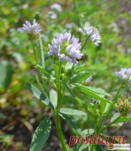 Trigonella caerulea -- Schabzigerklee | Garten Pflanzen Blumen Gartenbetriebe Gärtnereien Baumschulen Bilder Botanik