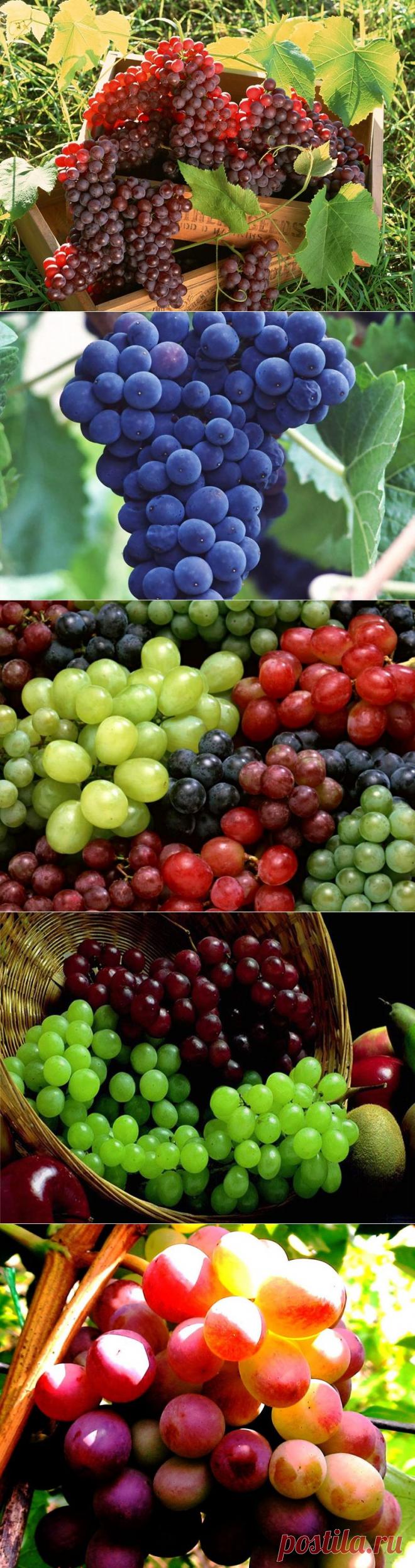 Вкусный и полезный виноград. Интересные факты о винограде | Newpix.ru - позитивный интернет-журнал