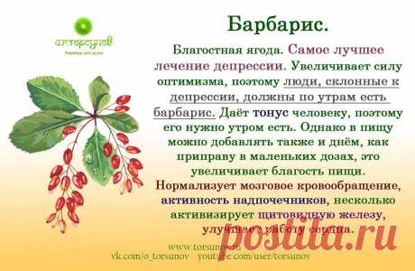 Барбарис
