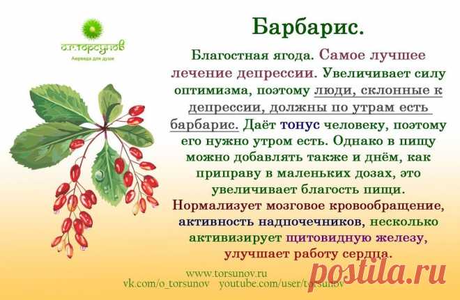 Барбарис