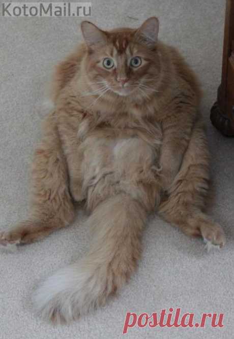 Сами вы толстые