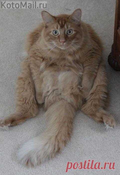 Сами вы толстые