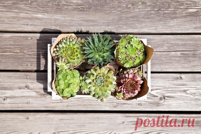 Тренд года — суккуленты | WESTWING