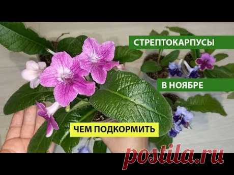 Стрептокарпусы цветут в ноябре, чем подкормить осенью и зимой для роста и активного цветения