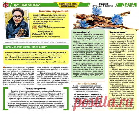 Цикорий (советы травника)