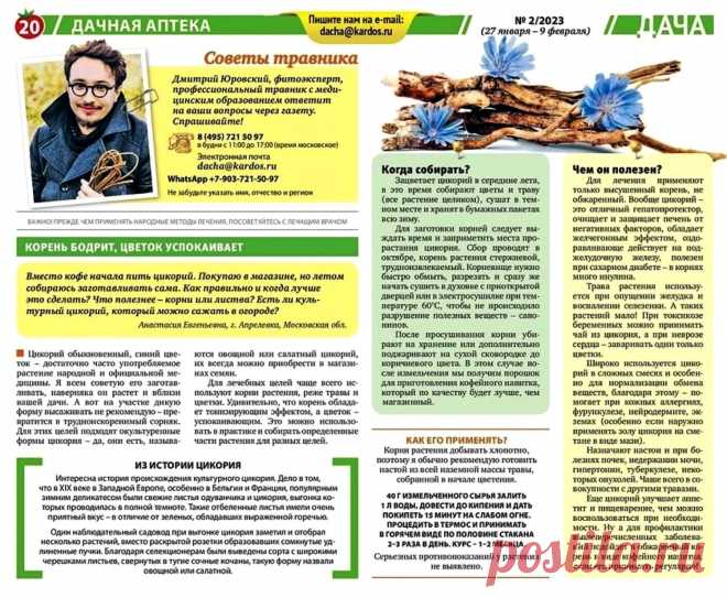 Цикорий (советы травника)