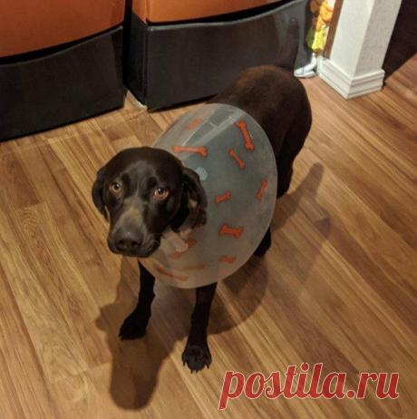 17 домашних животных в неловкой ситуации / Питомцы