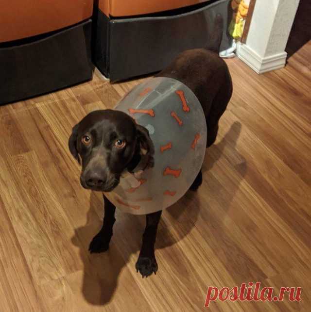 17 домашних животных в неловкой ситуации / Питомцы