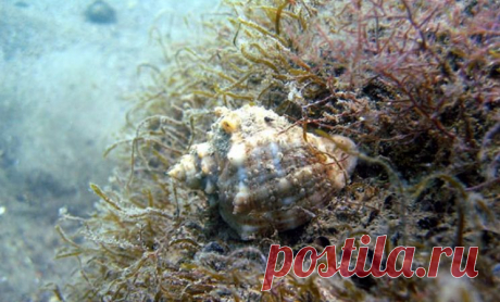 Увлекательные факты о Черном море - Newsoneline