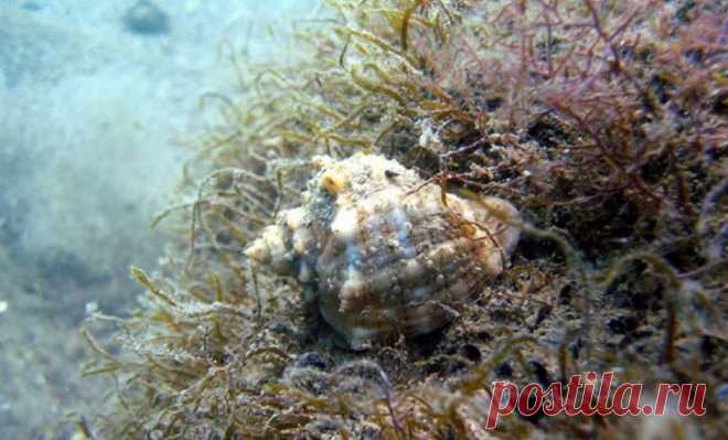 Увлекательные факты о Черном море - Newsoneline