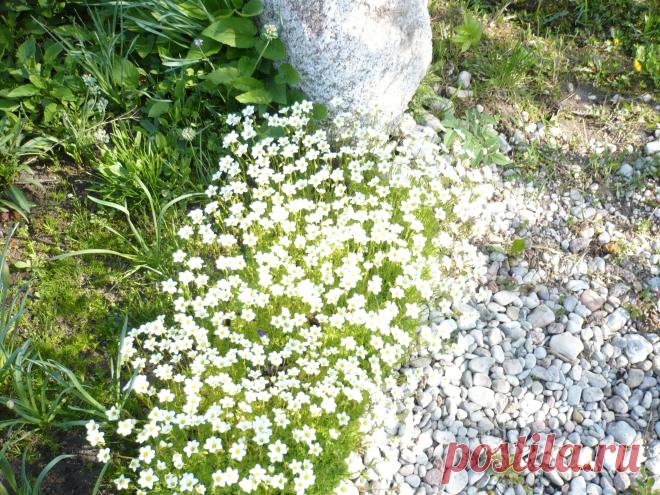 Незатейливый мох.