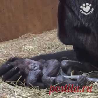 A Gorilla Mm Gets Her New Baby