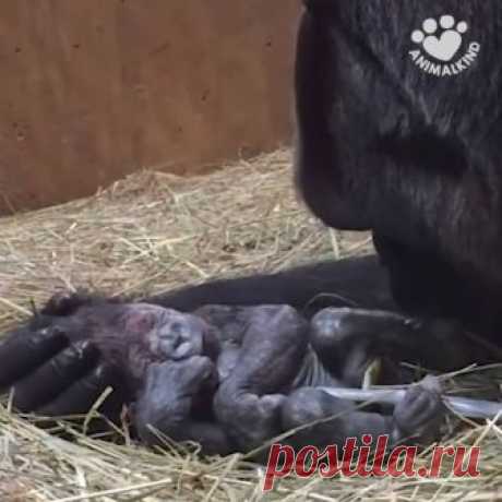 A Gorilla Mm Gets Her New Baby
